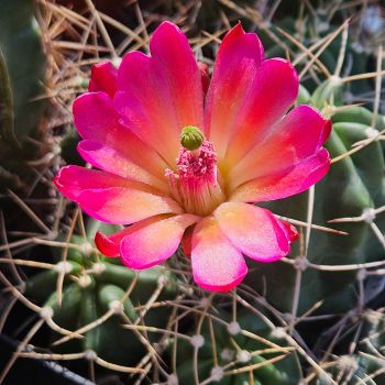 Echinocereus mojavensis